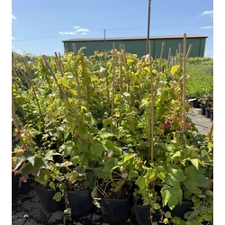 Repkény vadszőlő    PARTHENOCISSUS TRICUSPIDATA VEITCHII K2