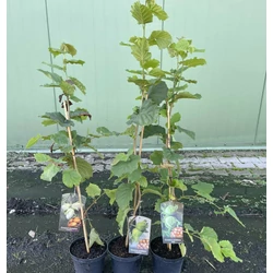 Katalonski mogyoró  CORYLUS AVELLANA KATALONSKI K3