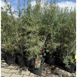 Öntermékeny homoktövis  HIPPOPHAE RHAMNOIDES FRIESDORFER ORANGE K3