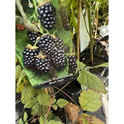 Tüskétlen szeder  RUBUS FRUTICOSA BLACK SATIN K2
