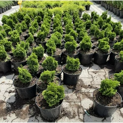 Hinoki hamisciprus    CHAMAECYPARIS OBTUSA NANA GRACILIS K2