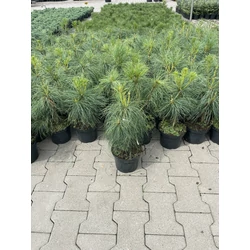 Himalájai selyemfenyő PINUS WALLICHIANA GRIFFITTHII K3