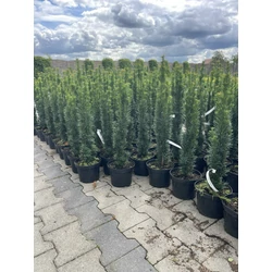 Oszlopos tiszafa    TAXUS BACCATA FASTIGIATA ROBUSTA K2