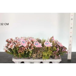 Nagyvirágú tárnicslonc    ABELIA GRANDIFLORA 20/30 CS11