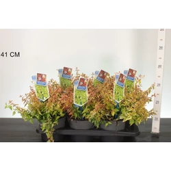 Nagyvirágú tárnicslonc     ABELIA GRANDIFLORA KALEIDOSCHOPE 20/25 CS17