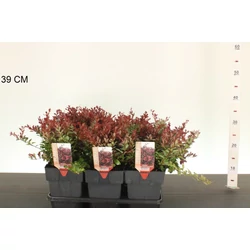 Japán vérborbolya  BERBERIS THUNBERGII ATROPURPUREA NANA 25/30 K2,5