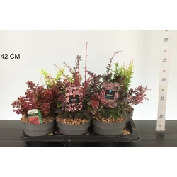 Japán borbolya  BERBERIS FAJTÁK 15/20 CS17