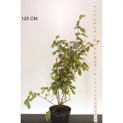 Kínai lilabogyó    CALLICARPA BODINIERI PROFUSION 70/80 K7,5