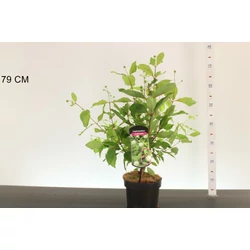 Gombvirágcserje  CEPHALANTHUS OCCIDENTALIS 30/40 K3