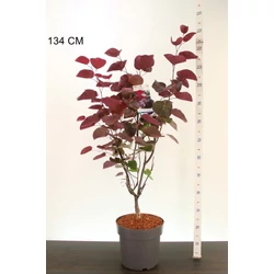 Kínai júdásfa    CERCIS CANADENSIS MERLOT T150 K15