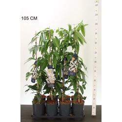 Kerti iszalag   CLEMATIS ARMANDII 90CM K2