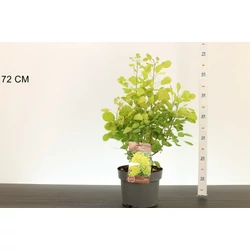  cserszömörce  COTINUS COGGYGRIA GOLDEN LADY 40/50 K4