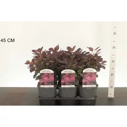 Bíbor cserszömörce    COTINUS COGGYGRIA ROYAL PURPLE 30/40 K2