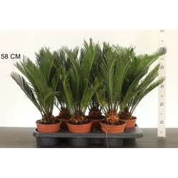 Szágópálma   CYCAS REVOLUTA 25/30 CS14