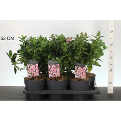Piros kőtörőcserje   ESCALLONIA LAEVIS PINK ELLE 30/40 K2