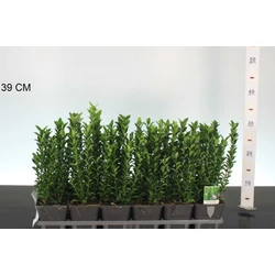 Japán kecskerágó  EUONYMUS JAPONICUS GREEN SPIRE CS9