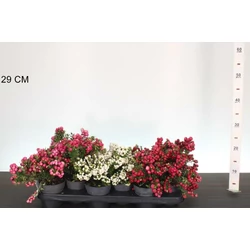 Fajdbogyó      GAULTHERIA MUCRONATA 15/20 CS10,5