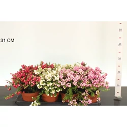 Fajdbogyó   GAULTHERIA MUCRONATA 20/25 CS14