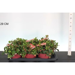 Fajdbogyó    GAULTHERIA PROCUMBENS BIG BERRY 25/+ CS17