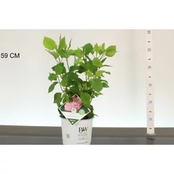 Cserjés hortenzia     HYDRANGEA ARBORESCENS PINK ANNABELLE 30CM K3