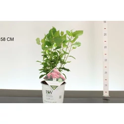 Cserjés hortenzia     HYDRANGEA ARBORESCENS RUBY ANNABELLE 30CM K3