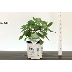 Cserjés hortenzia     HYDRANGEA ARBORESCENS SUBLIME ANNABELLE 30/40 K5