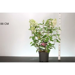 Bugás hortenzia  HYDRANGEA PANICULATA FRAISE MELBA 50/60 K5