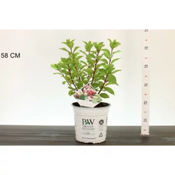 Bugás hortenzia   HYDRANGEA PANICULATA LITTLE LIME PUNCH 30/40 K5
