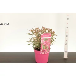 Fűrészeslevelű hortenzia   HYDRANGEA SERRATA EUPHORIA PINK 25/35 K3