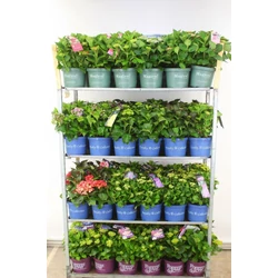 Kerti hortenzia    HYDRANGEA MACROPHYLLA MAGIC ROYALITI FOREVER MIX 30/40 K5