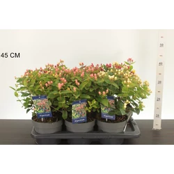 Szagtalan orbáncfű  HYPERICUM MIRACLE FAJTÁK 25/35 K2