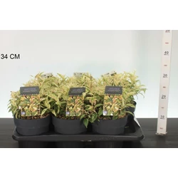 Fürtös hanga    LEUCOTHOE FONTANESIANA MAKIJAZ 20/25 K2