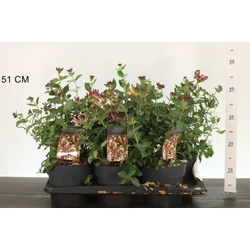 Búbos lonc LONICERA PERICLYMENUM CHIC AND CHOC 20/30 K2