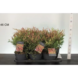 Japán szentfa   NANDINA DOMESTICA RED LIGHT 20/30 K2