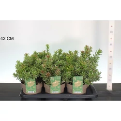 Japán babérhanga  PIERIS JAPONICA LITTLE HEATH 30/35 CS17