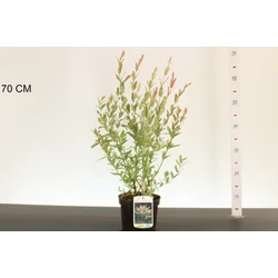 Tarkalevelű japán fűz   SALIX INTEGRA HAKURO-NISHIK K2