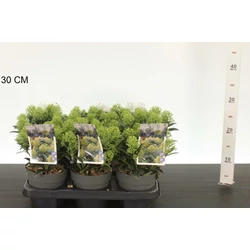 Japán dérbabér  SKIMMIA JAPONICA WHITE DARF 20/25 K1