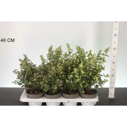 hóbogyó  SYMPHORICARPOS DOORENBOSII 35/45 CS13