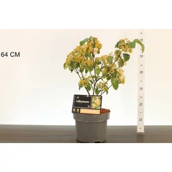 Bangita  VIBURNUM DILATATUM MICHAEL DODGE 40/50 K5