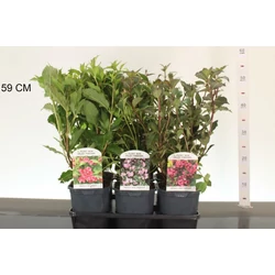 Rózsalonc     WEIGELA FLORIDA FAJTÁK 40/50 K2