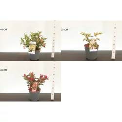 Rózsalonc     WEIGELA ALL SUMMER FAJTÁK 25/30 K3