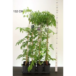 Lilaakác  WISTERIA FAJTÁK 100/120 K2