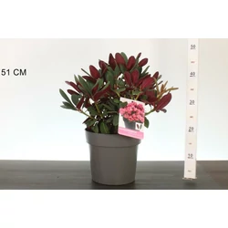 Rhododendron     RHODODENDRON WINE AND ROSES 30/40 K5