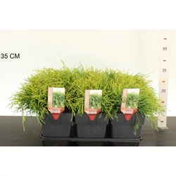 Aranyszínű szavára hamisciprus   CHAMAECYPARIS PISIFERA SUNGOLD 25/30 K2,5