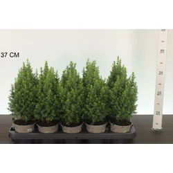 Mocsári álciprus   CHAMAECYPARIS THYOIDES TOP POINT 30CM CS11
