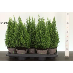 Mocsári álciprus   CHAMAECYPARIS THYOIDES TOP POINT 35/40 CS13