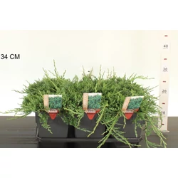 Henye boróka JUNIPERUS HORIZONTALIS WILTONII 25/30 K2,5