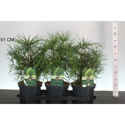 Japán ernyőfenyő   SCIADOPITYS VERTICILLATA 30/40 K2,5