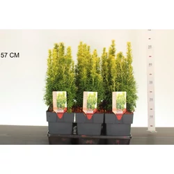 Arany oszlopos tiszafa  TAXUS BACCATA DAVID 25CM K2,5