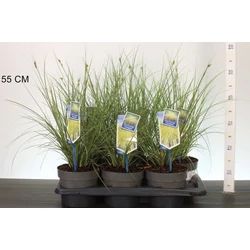 Örökzöld sás  CAREX BRUNNEA VARIEGATA 25/30 CS17